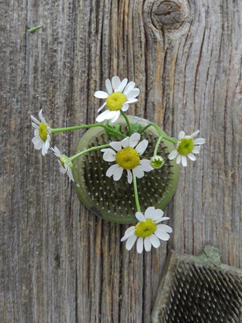 WHITE DAISY  FEVER FEW